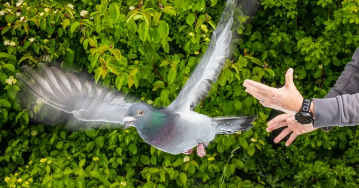 How pigeons exploit magnetic fields for navigation