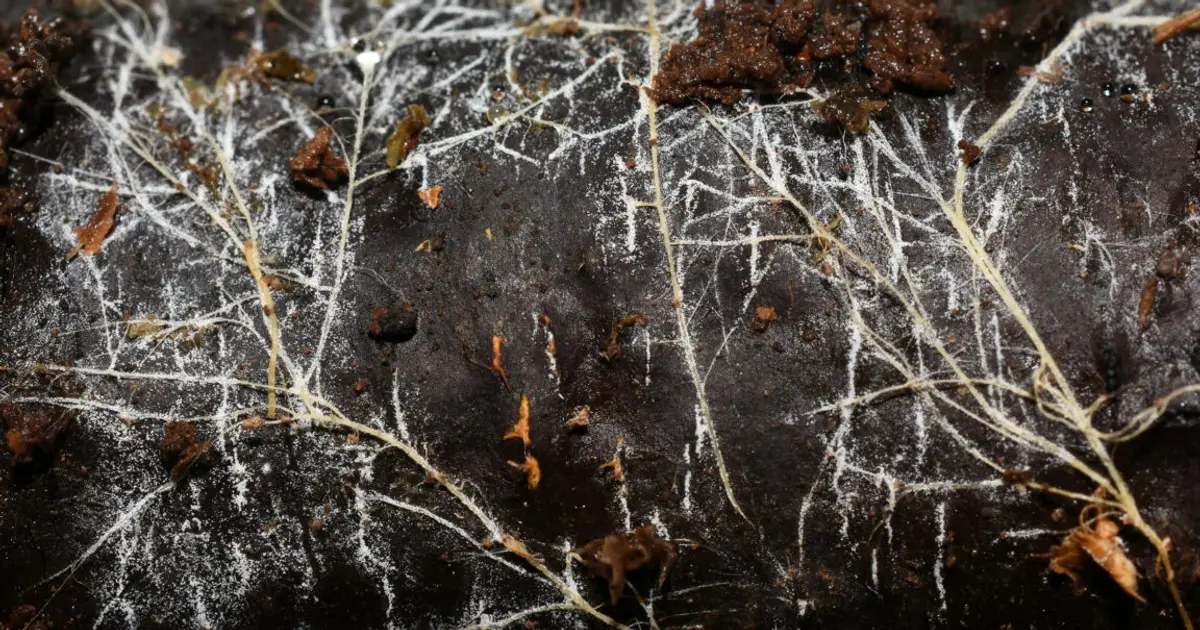 Threads of underground fungal networks are long enough to reach beyond the Solar System