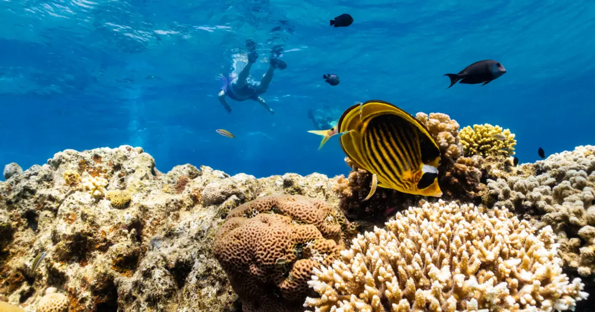 As global warming threatens corals, scientists search for reefs that can take the heat