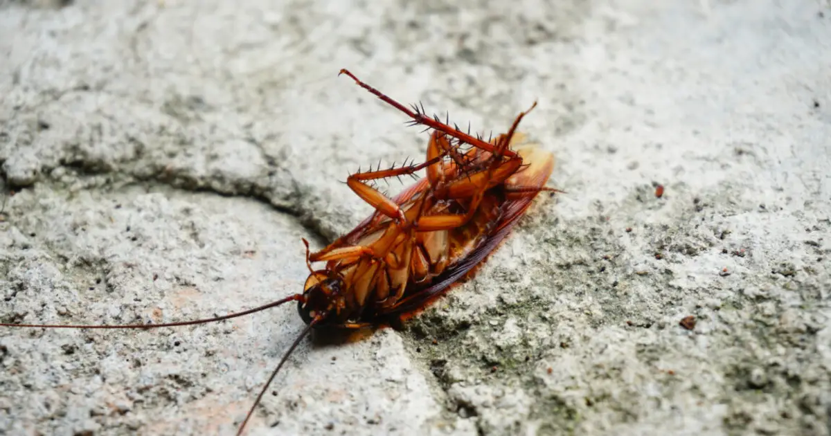 Cockroaches scurry around with thousands of pieces of bacterial genomes
