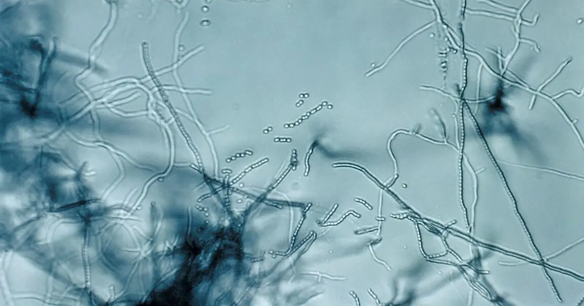 Antibiotic "megacluster" discovery provides new strategy to fight superbugs