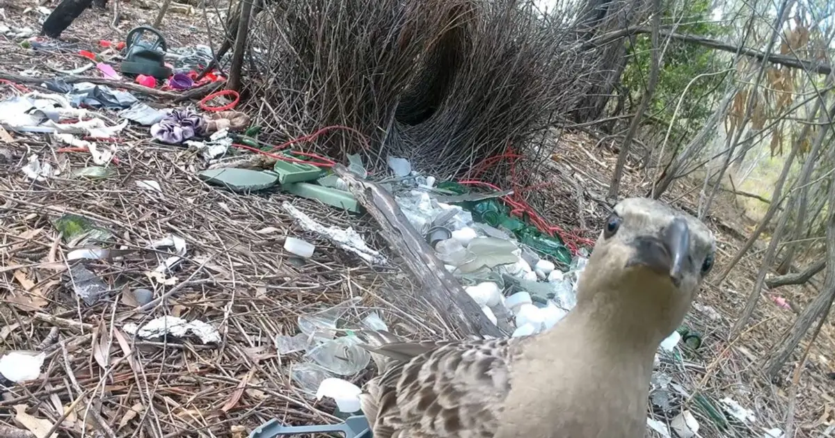 Male bowerbirds hope to dazzle females with bright human-made items