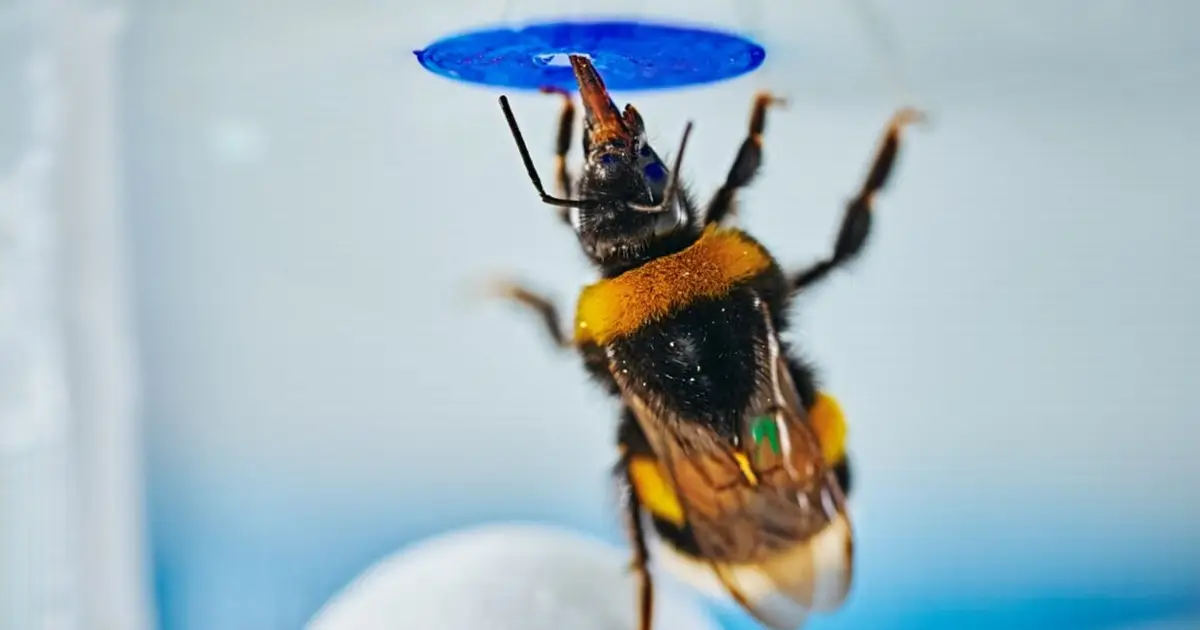 Bumblebees can spontaneously solve problems, study finds