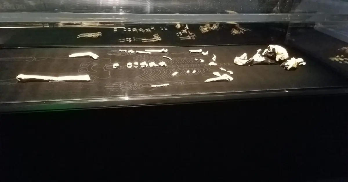 Every Homo naledi we know of is female, and the implications are fascinating