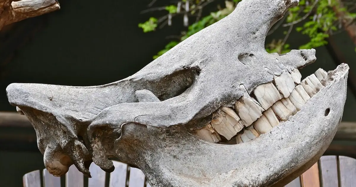 If I had a hammer... it might actually be a rhino tooth