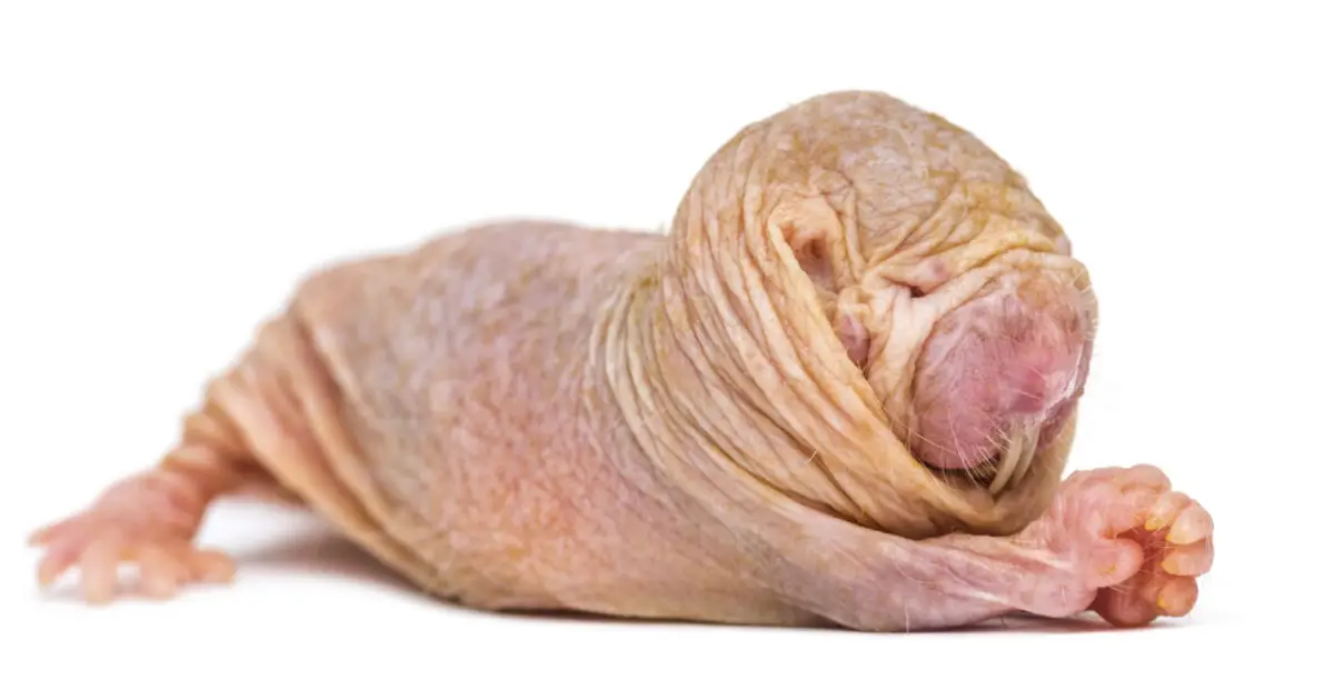 Naked mole-rat queens use a chemical signal to suppress fertility in rivals