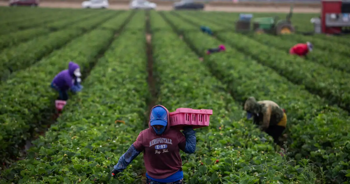 As temperatures get hotter, pesticides are more dangerous to farmworkers