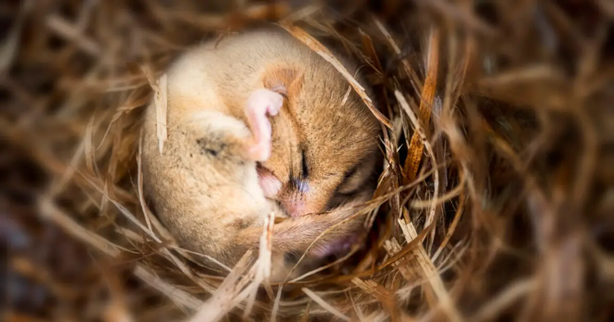 Putting mice into hibernation causes a major loss of synapses