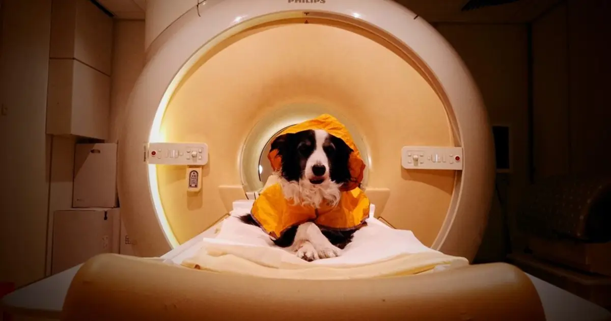 Dogs can tell if you're scared or sad