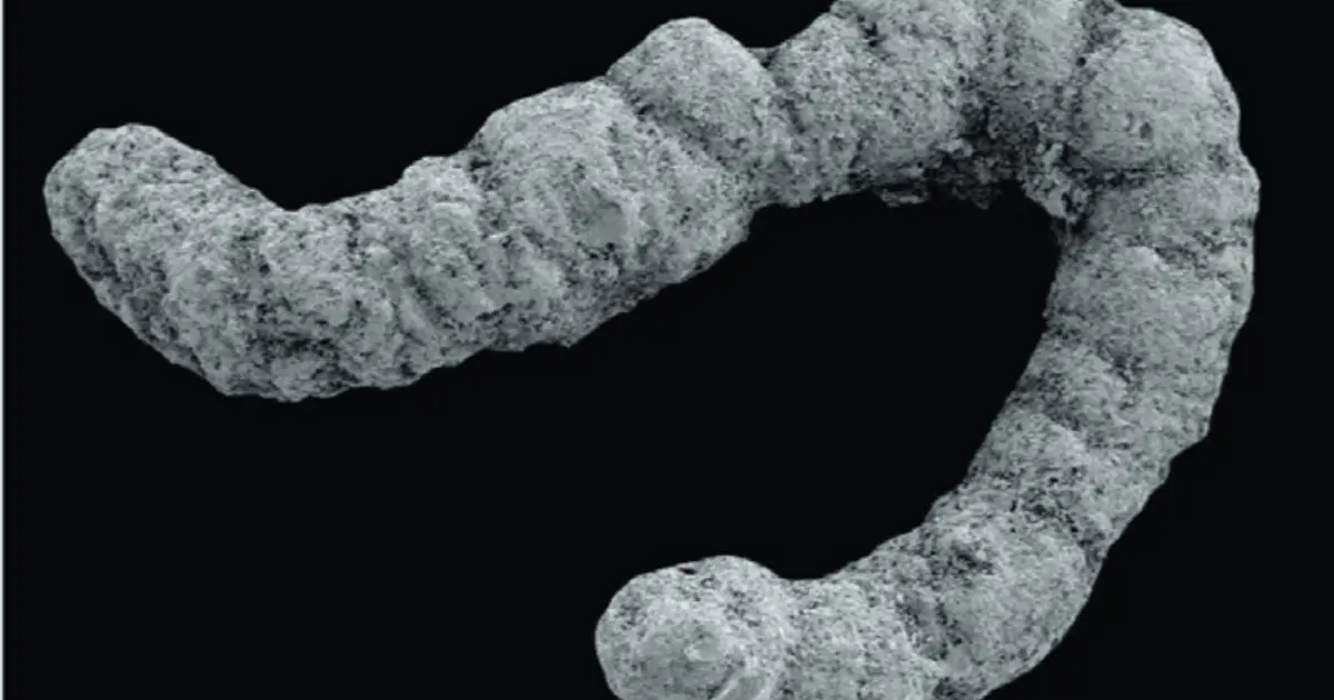 Did poop enable the evolution of complex animals?