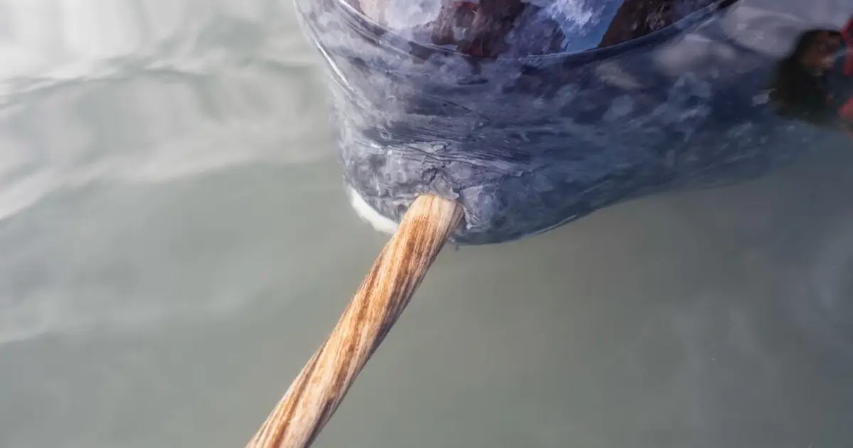X-rays add new twist to narwhal's spiral tusk