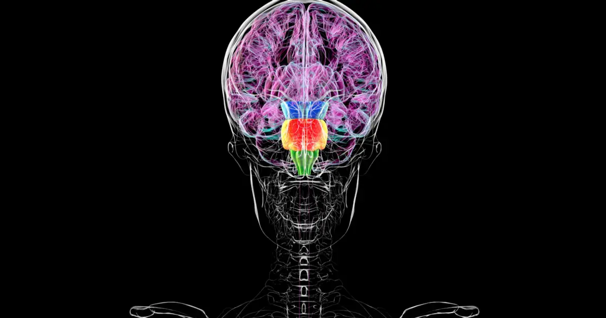 Contrary to some reports, you don't have two brains