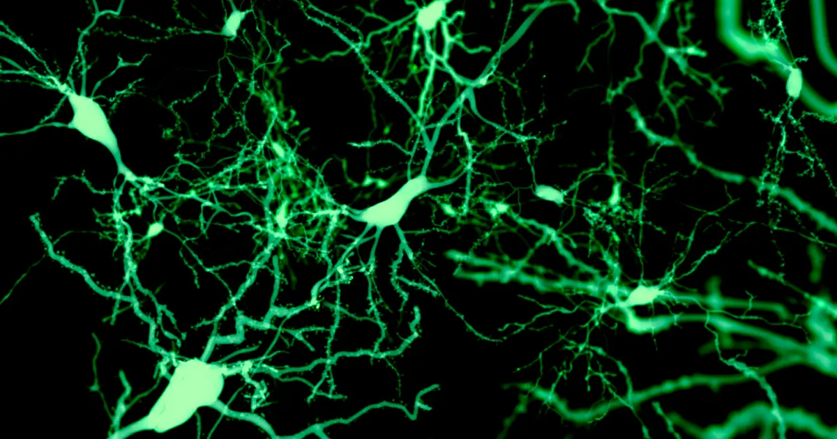 Finding the cells that put our brain to sleep
