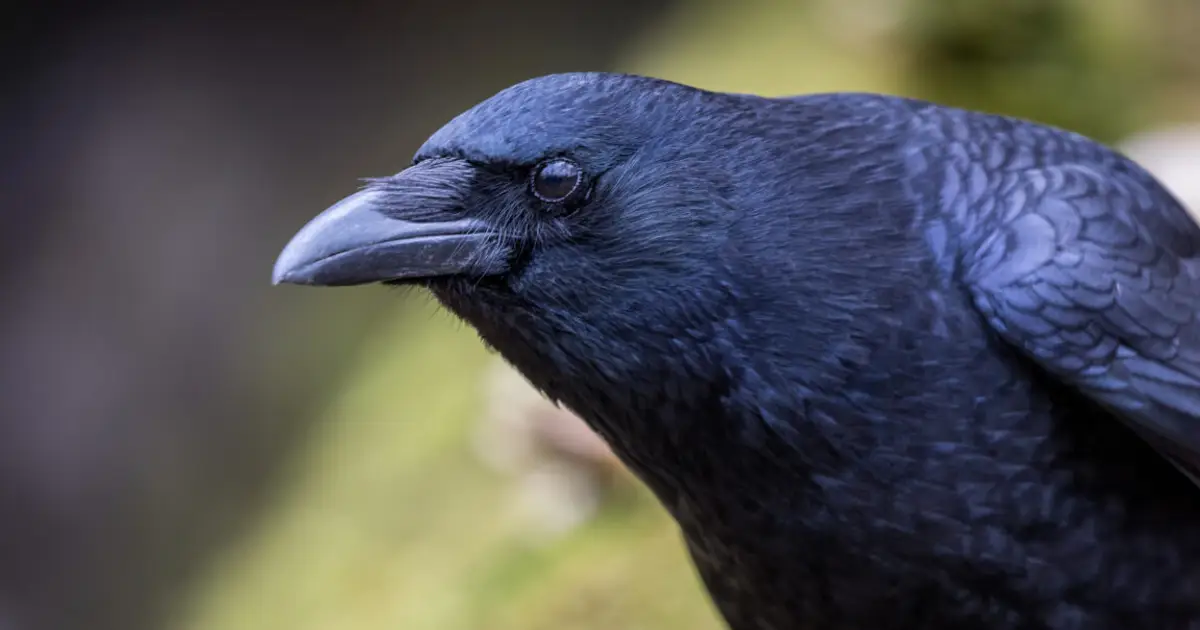 Crows can evaluate visual info twice as fast as mammals