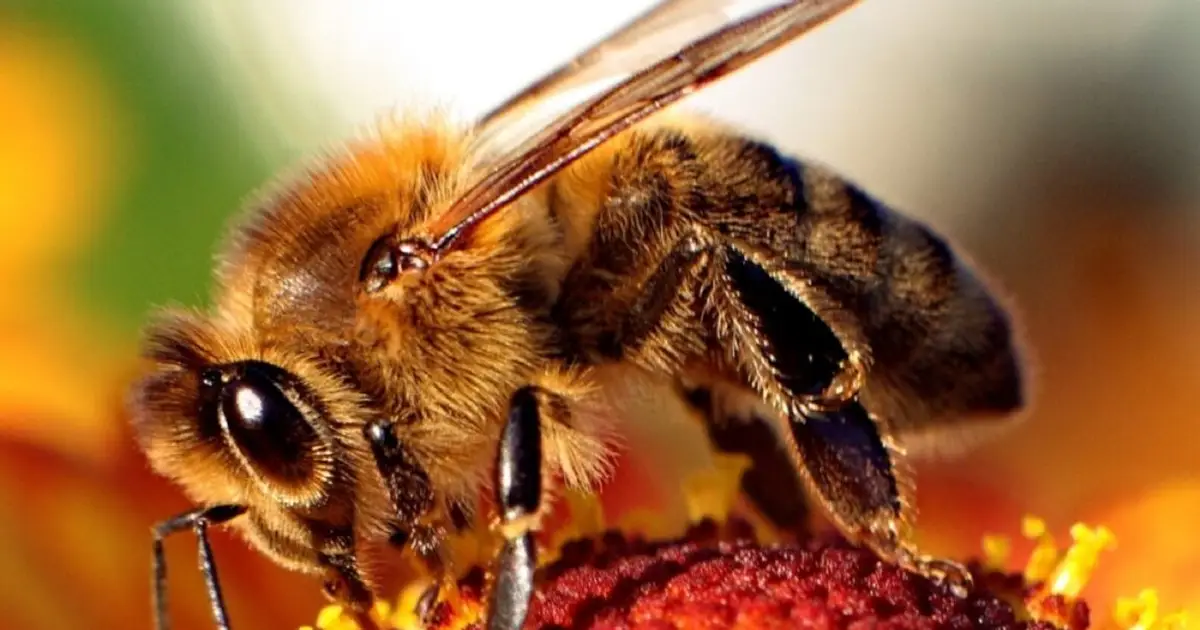 High-speed video reveals how honey bee stingers pump venom