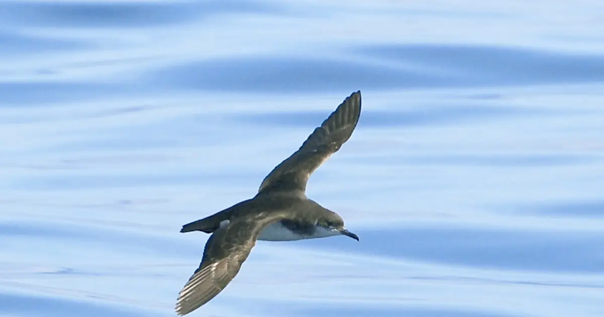 Seabirds racing home over the ocean can get jet-lagged