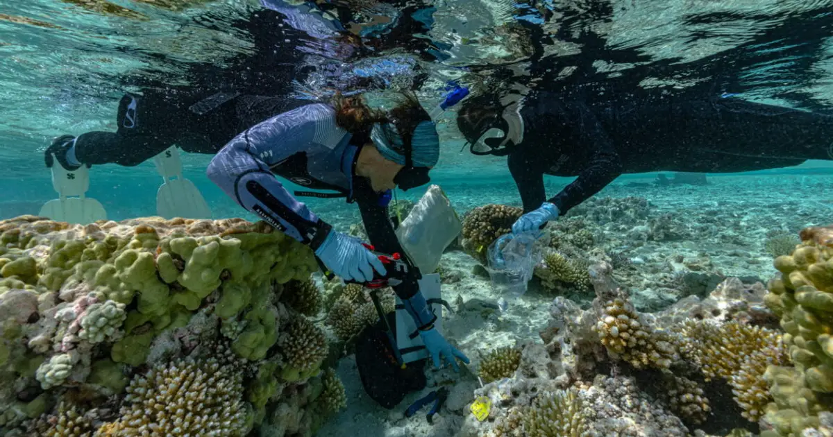 Rewilding could help vulnerable islands keep pace with rising seas