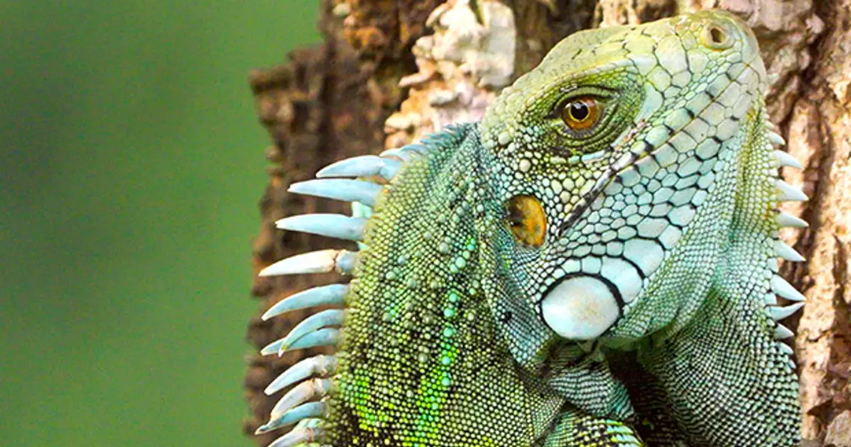 Autentic reveals summer slate spanning Trump , Suriname , blue - chip wildlife | News