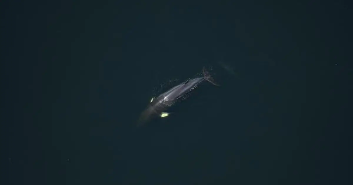 Whales Are Sharing Food Not Because There More , But Because There Less