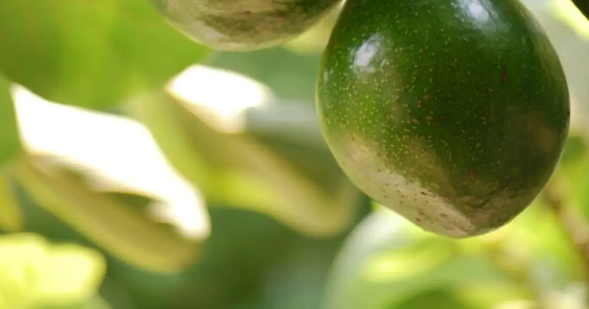 US avocado imports surge - FreshFruitPortal . com