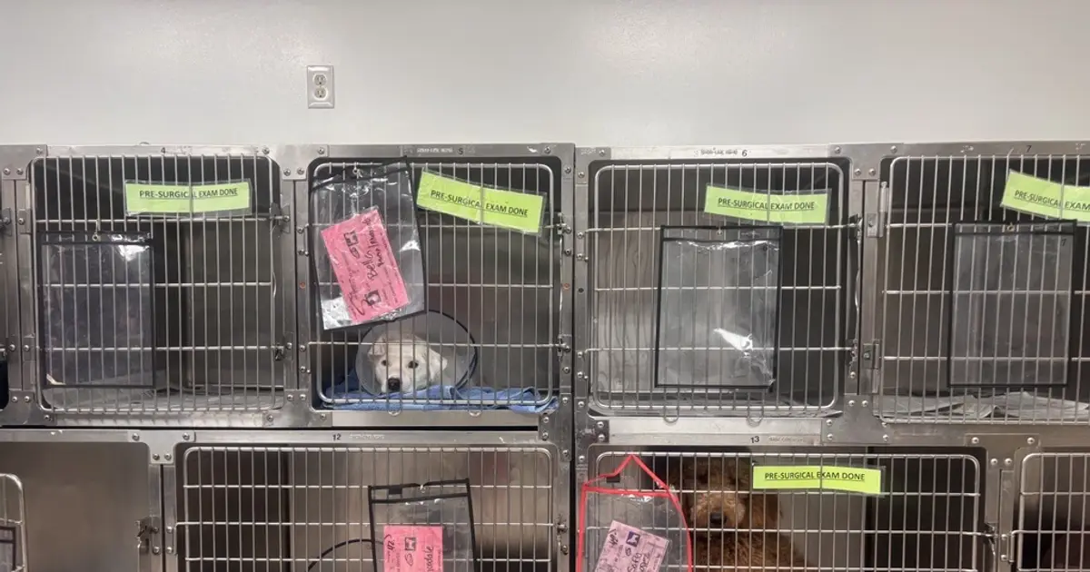 Texas launches $13 million statewide spay , neuter , vaccination program – Houston Public Media