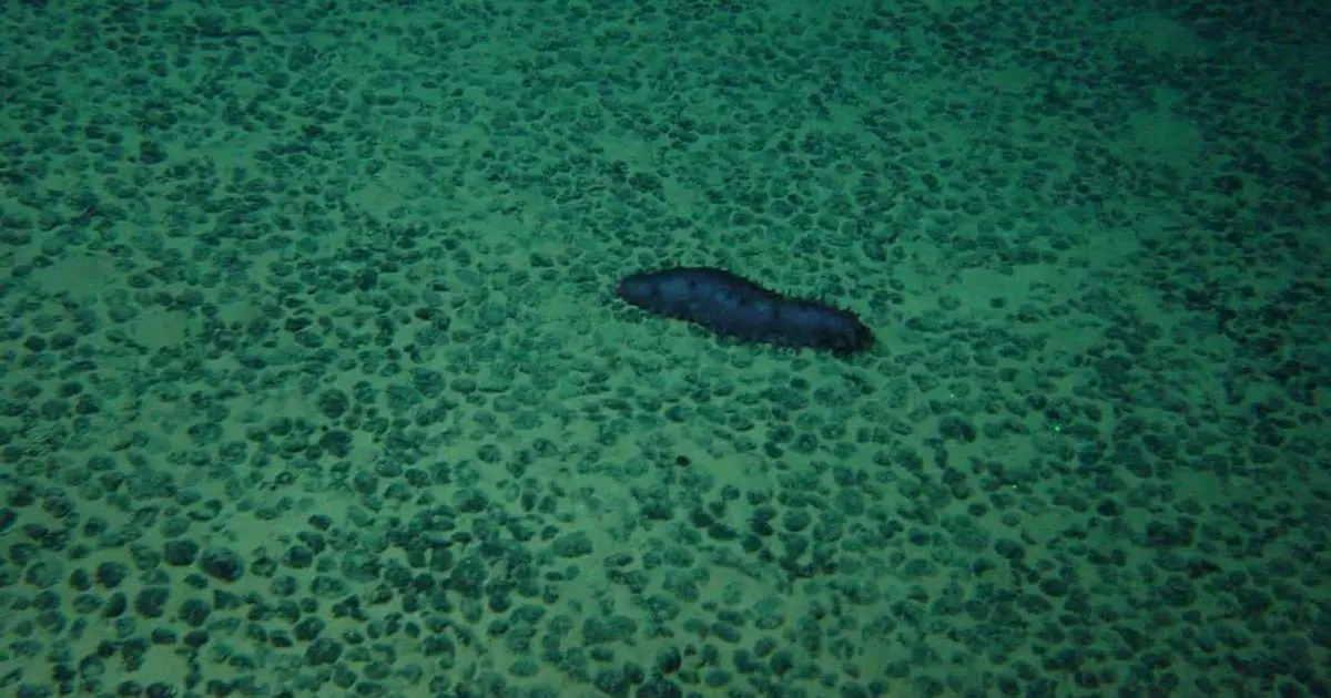 Trump Administration to Speed Up Permitting for Deep Sea Mining , Even Beyond U . S . Boundaries