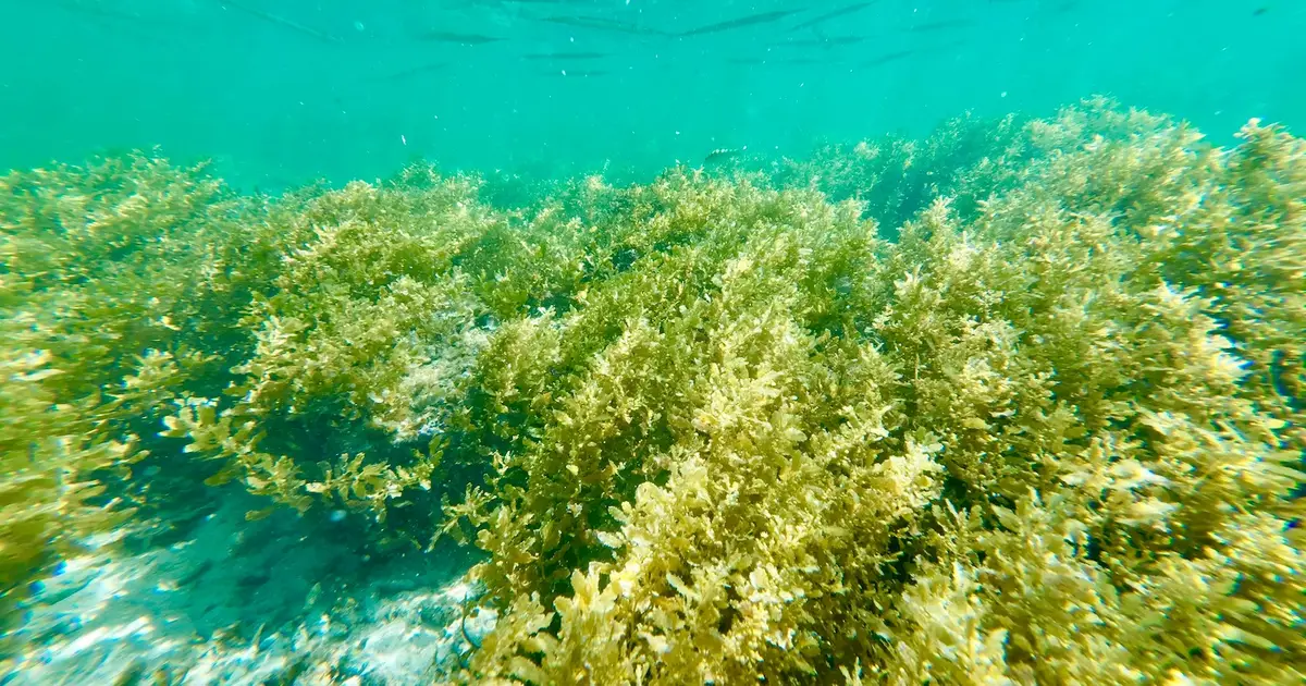 Seaweed Blooms Suggest The Ocean Is Geoengineering Itself