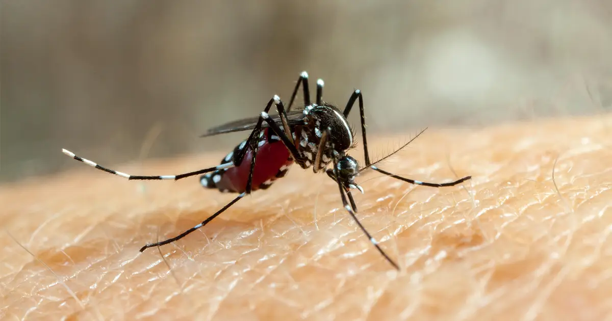 CDC Issues Emergency Response for Florida Dengue Outbreak