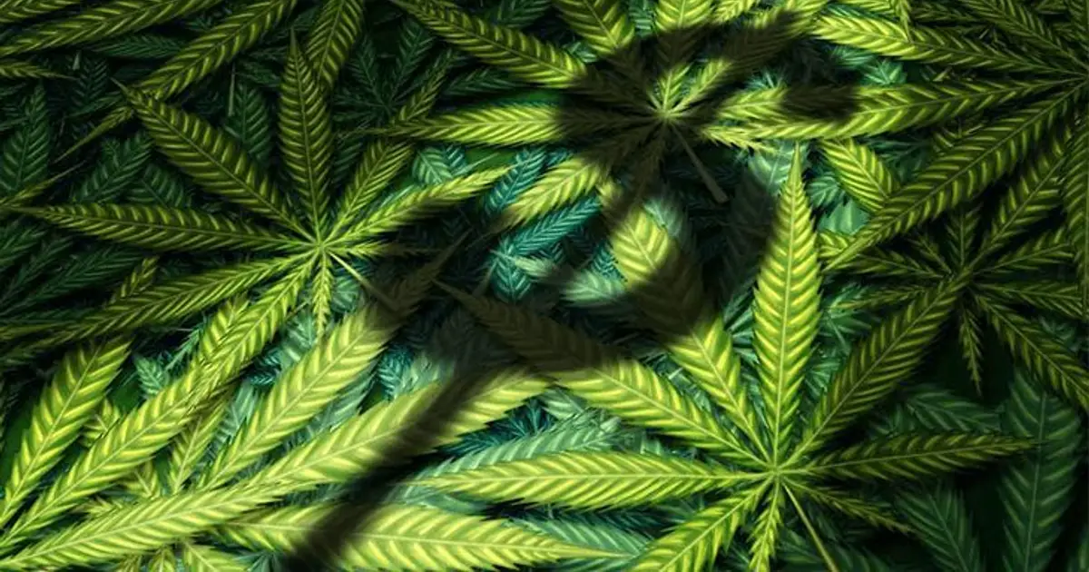 NORML Op - Ed : Excessive Taxes on Cannabis Fuels the Unregulated Market