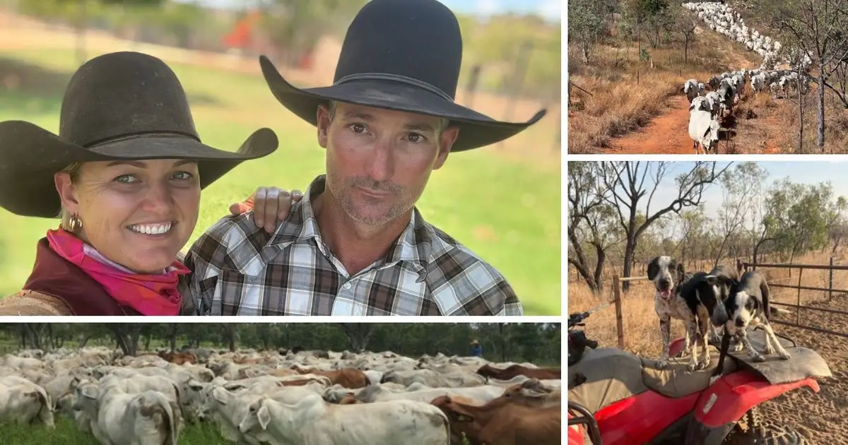 Jenkins Creek Station : Gulf Country beef impresses food critic