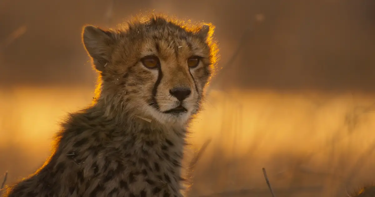 France TV Boards BBC & PBS Nature Doc ‘An Hour On Earth’