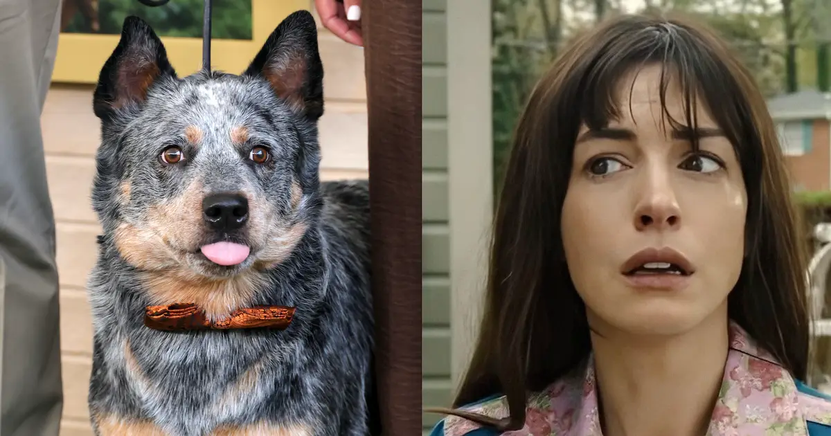 Anne Hathaway Knows You’re Worried About The Fate Of Starbuck The Dog In ‘The End Of Oak Street’