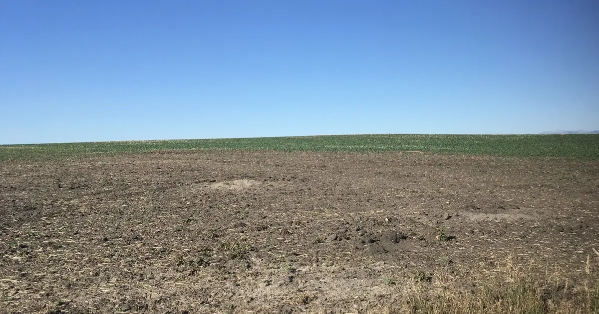 We got to protect our crop : Foothills farmer reacts to denied strychnine request - OkotoksOnline . com - Local news , Weather , Sports , and Job Listings for Okotoks , Alberta , and area .