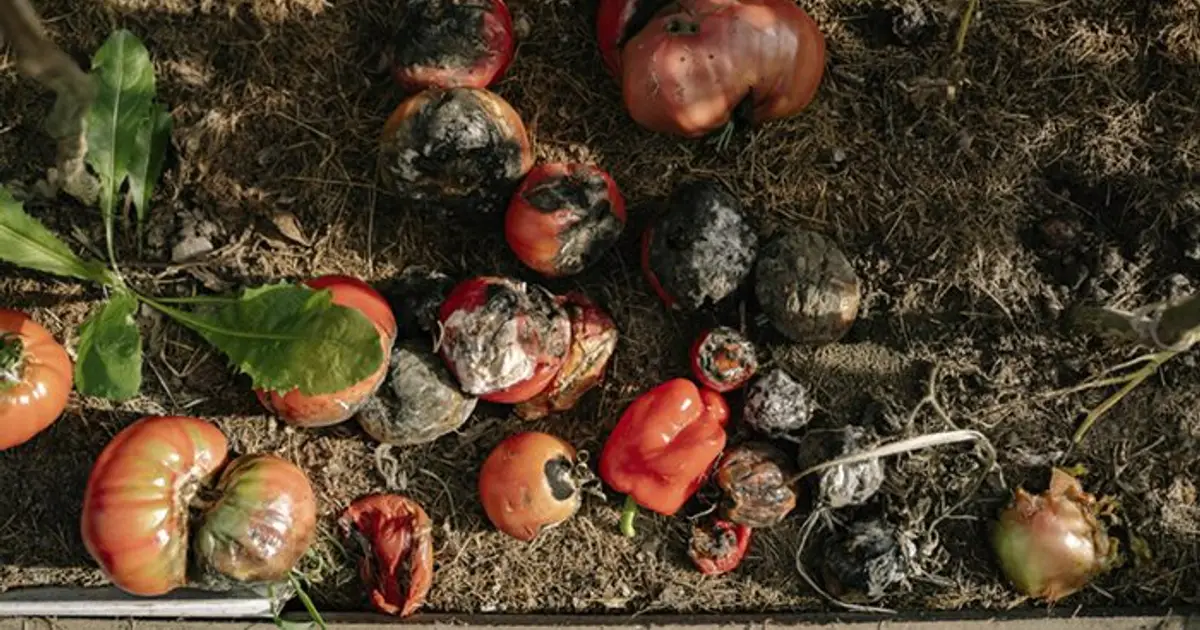 Reducing Food Insecurity Without Increasing Food Waste