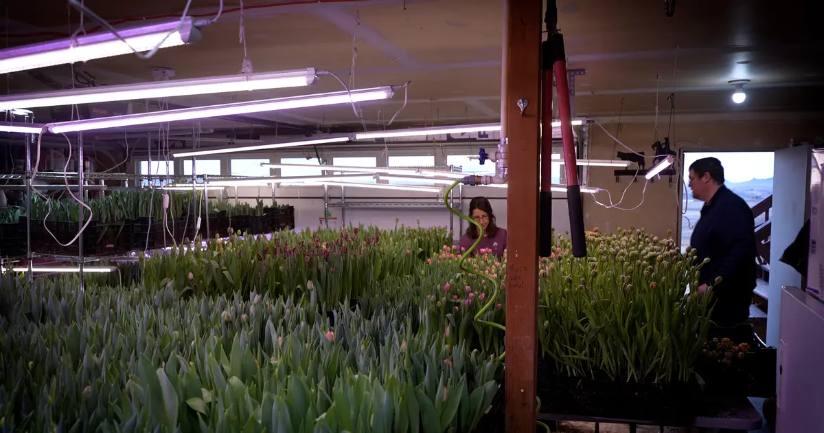 Montana Ag Network : Vaughn family grows tulips indoors through winters