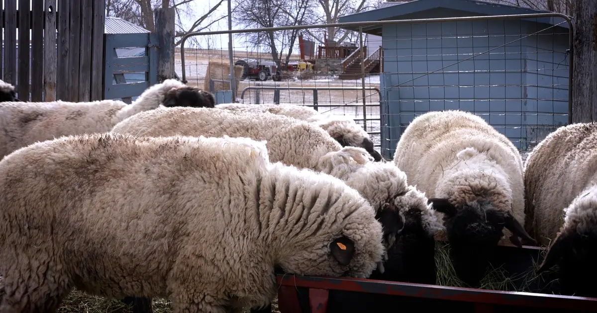 Montana Ag Network : sheep producers face pressure from lamb imports