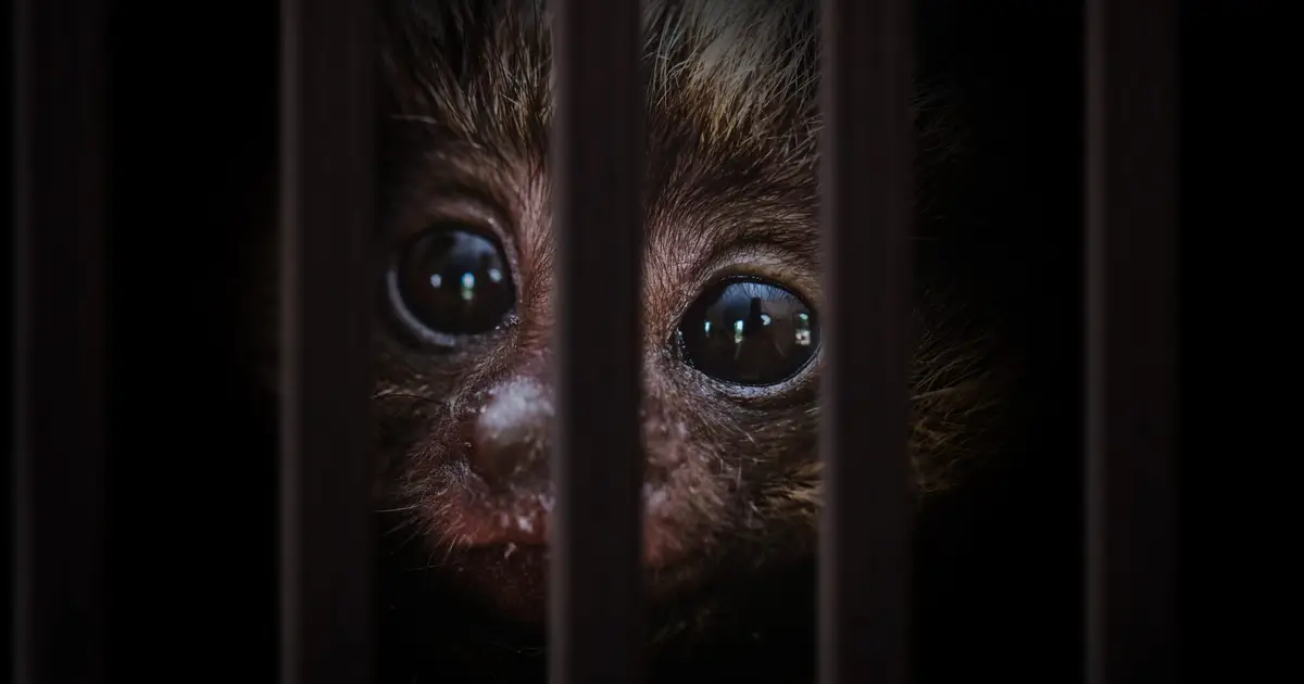 One way AI wont ruin the world : tools to crack down on the $23 billion animal trafficking trade