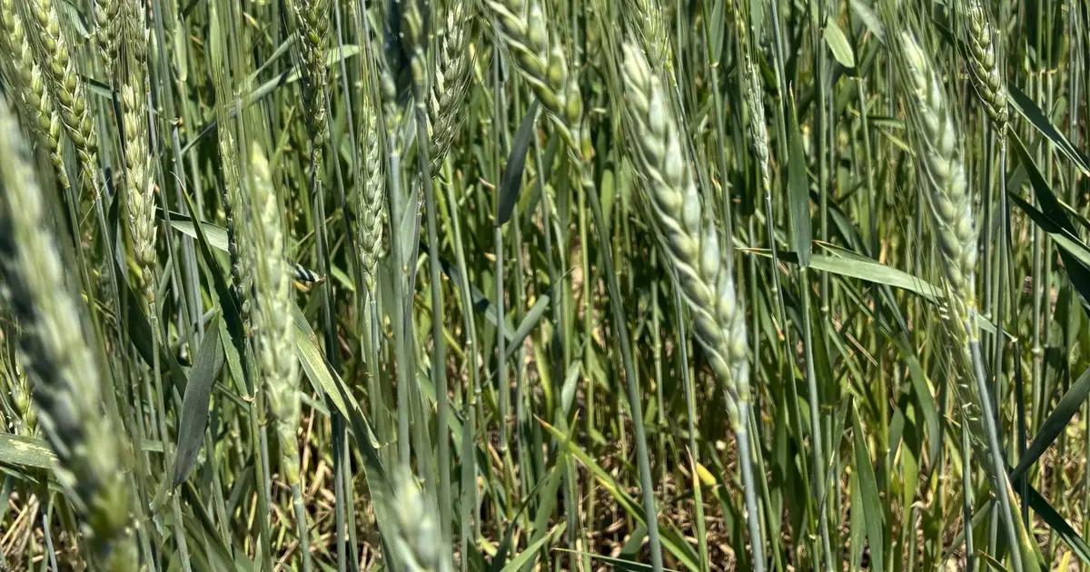 Farmers decry tariff impacts - High Plains Journal