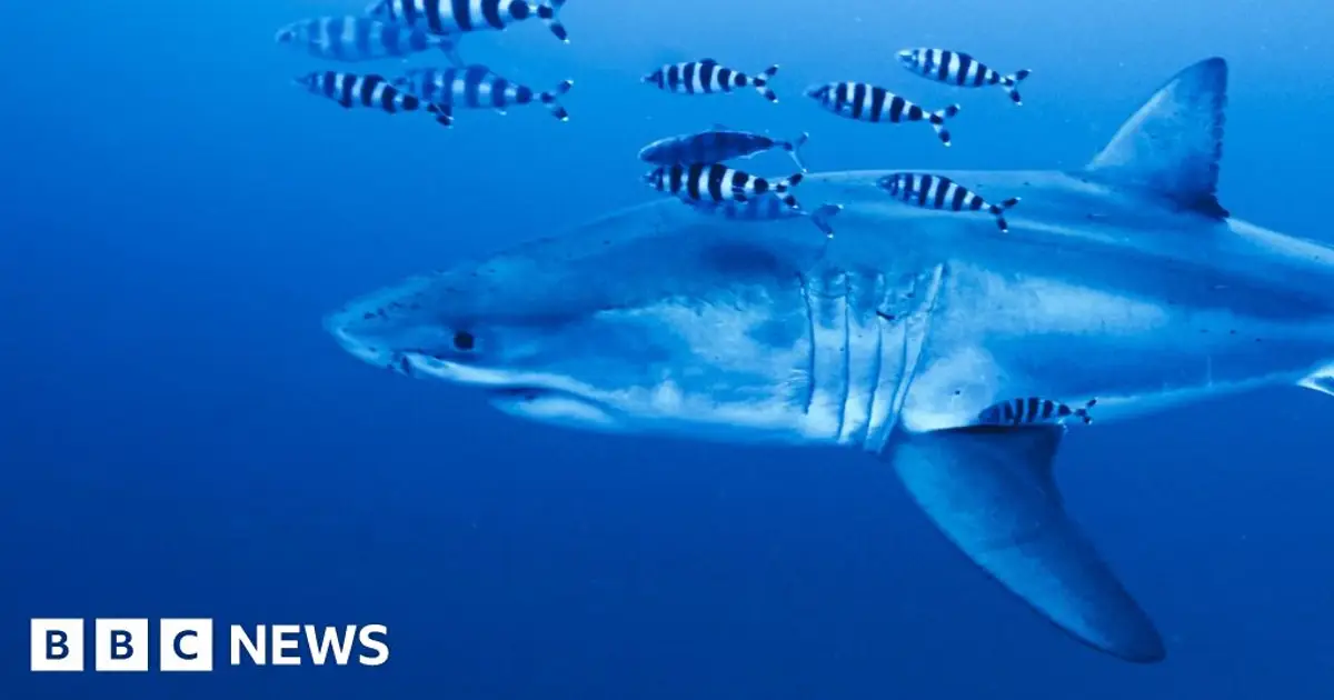 Rare footage captured of Great White shark in Mediterranean Sea