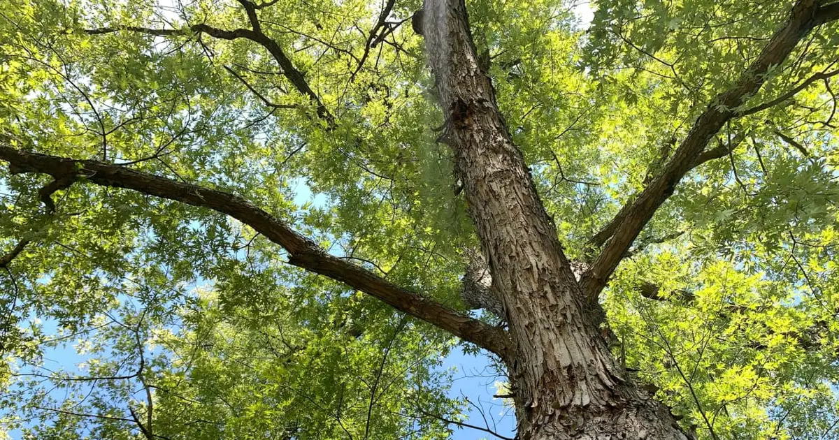 The stock market is a hollow tree that could be about to snap, warns bond king Gundlach
