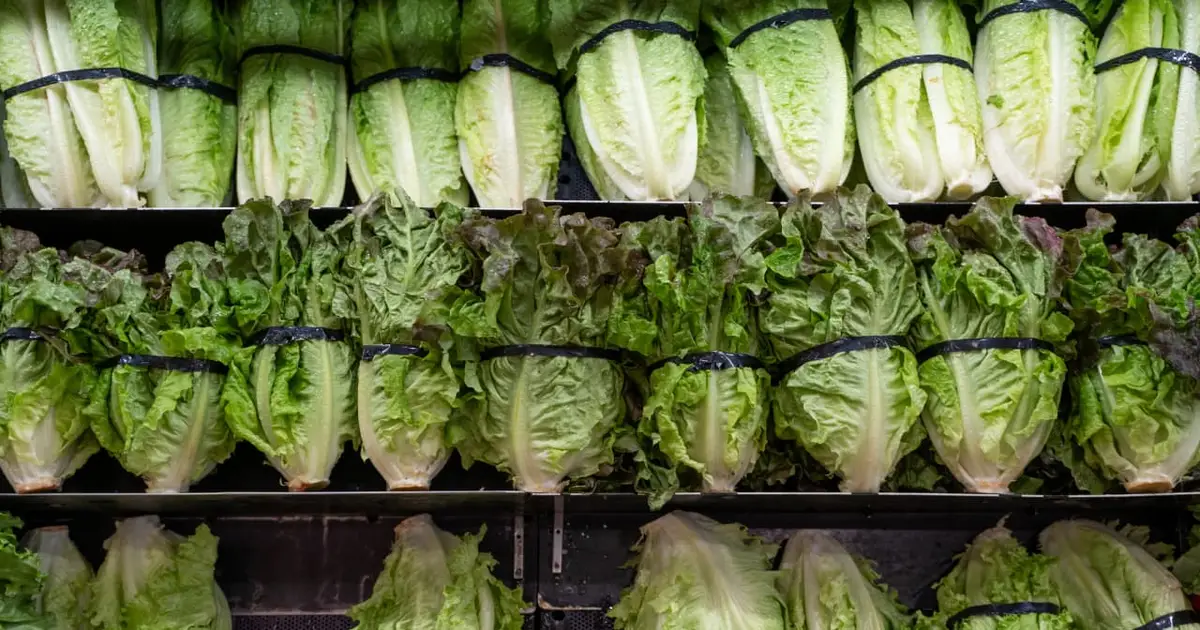Cyclospora outbreak is linked to two deaths in Michigan as case counts continue to rise