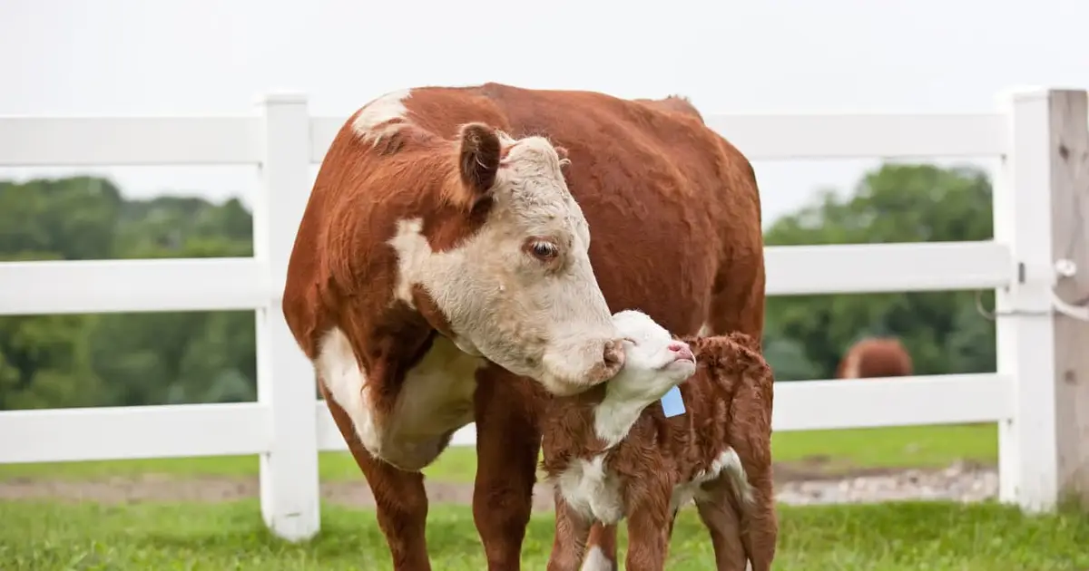 Ranchers and vets say this $4 treatment for cattle will help them beat back flesh-eating screwworm