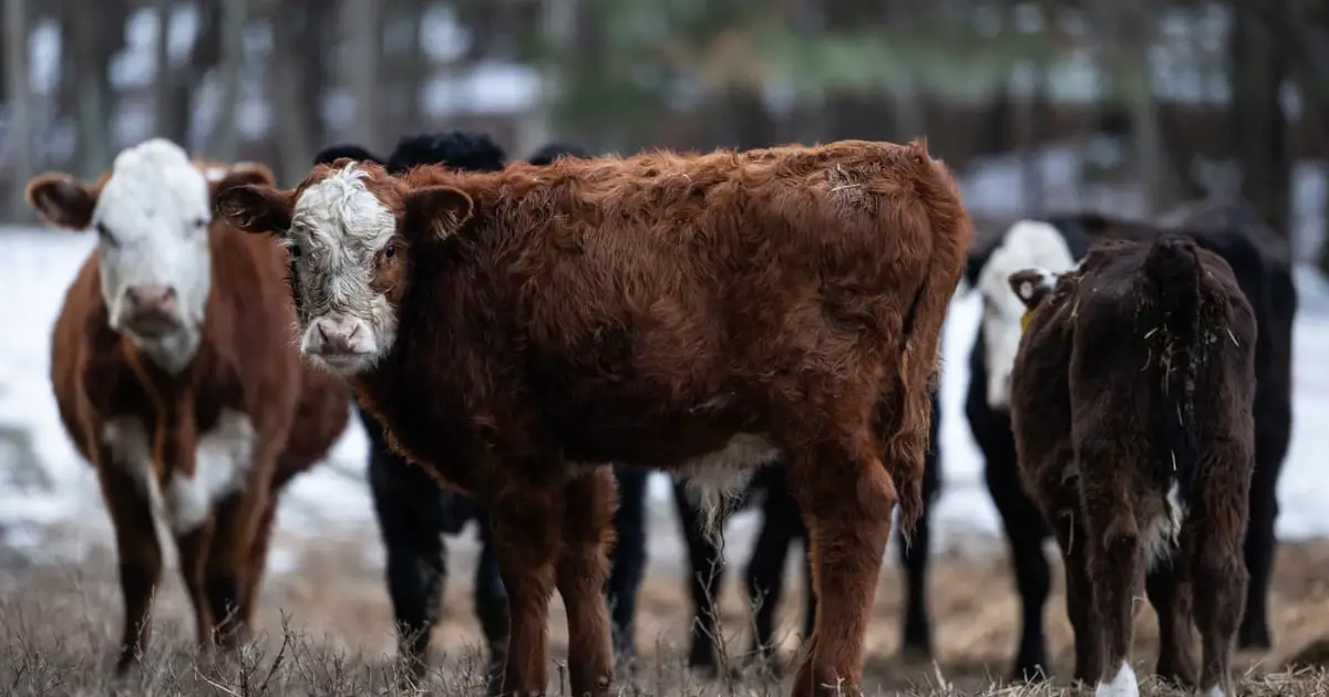 This may be the real reason USDA made a huge revision to its beef-export sales data