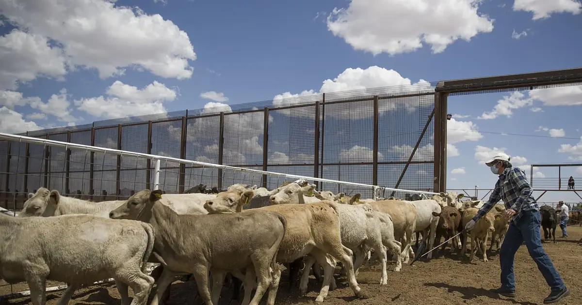 The U.S. will import Mexican cattle again. Here’s what that means for high beef prices.