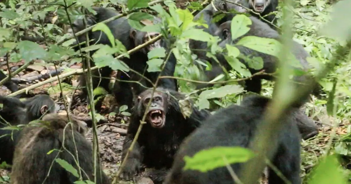 Chimpanzee group's violent rupture hints at evolutionary roots of war