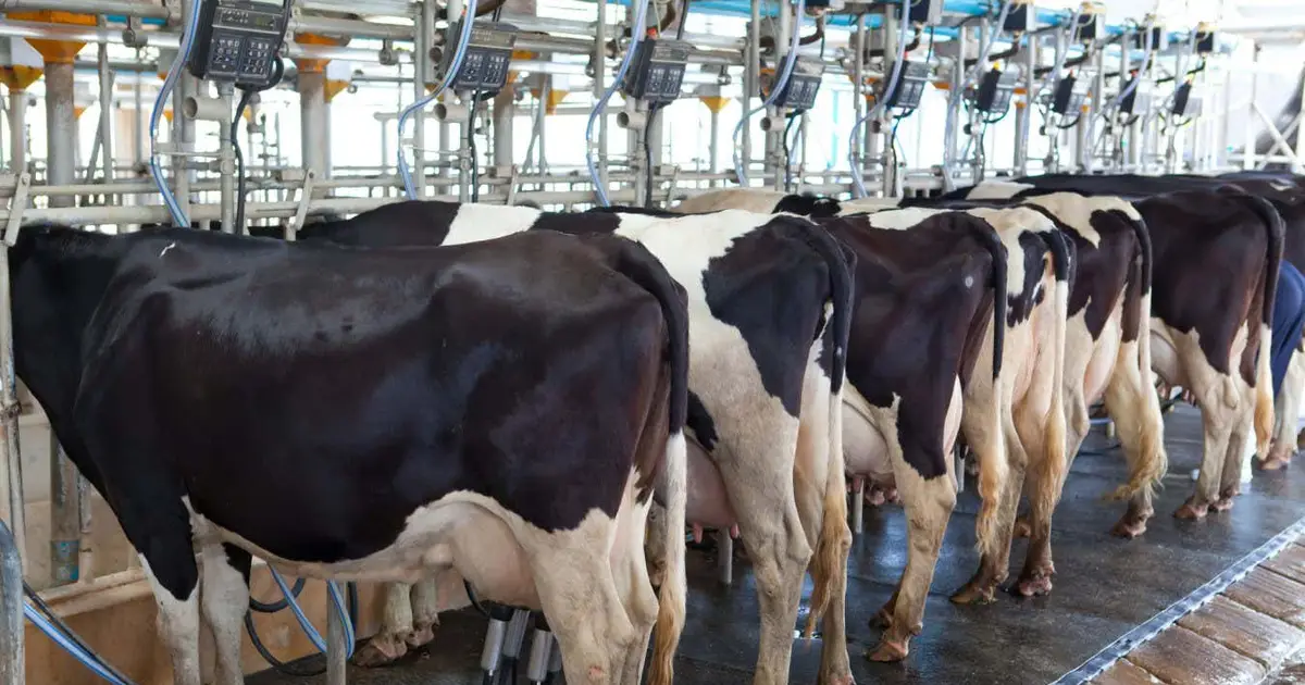 98 per cent of meat and dairy sustainability pledges are greenwashing