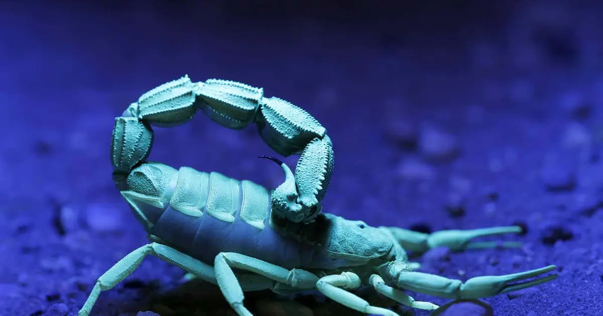 Scorpions reinforce their claws and stingers with metals