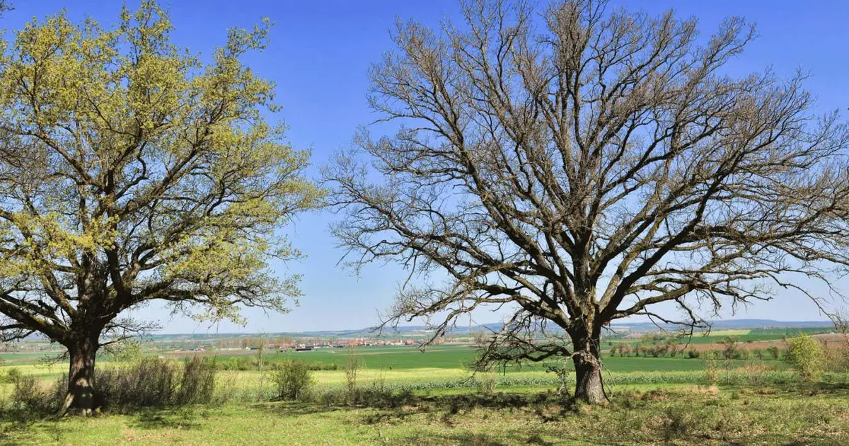 Oak trees use delaying tactics to thwart hungry caterpillars