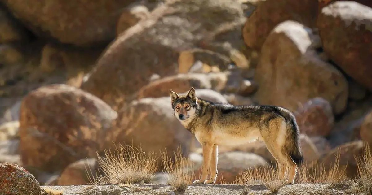 Himalayan wolf-dog hybrids emerge as a threat to wolves and people