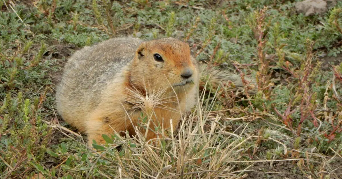 Frozen squirrel scat preserves ancient DNA from hundreds of species